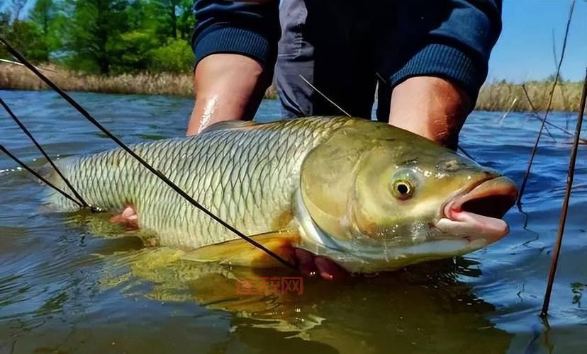 探索深海垂钓乐趣：如何钓到更多大鱼