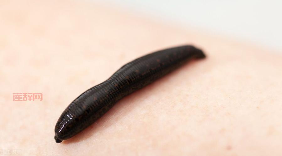 什么是蚂蝗？深入了解水蛭的特性与药用价值