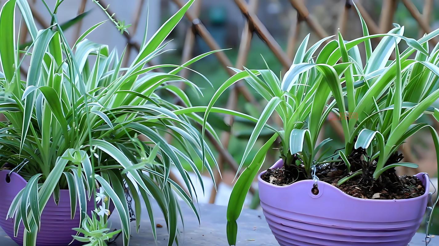 斗战神狐狸最适合的系别推荐，助你轻松上手！