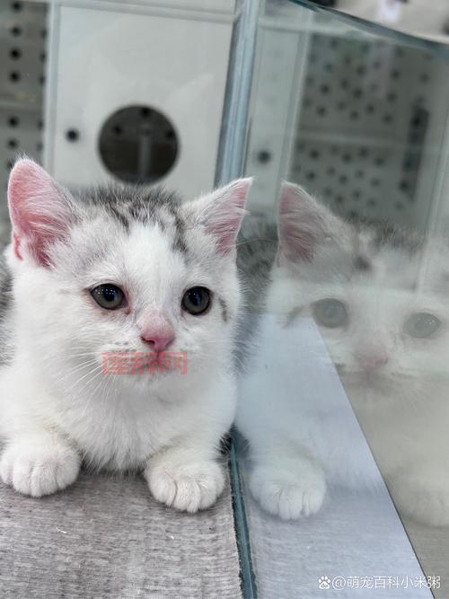 猫咪闯关攻略：如何轻松完成每个关卡挑战