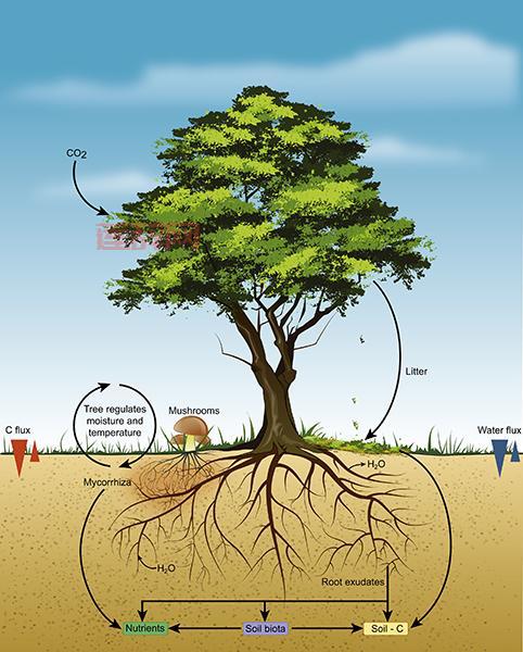 真菌的归属之谜：植物还是动物？