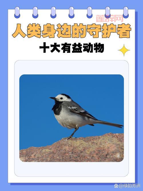 北风蛙能活多久？这种小动物寿命有多长？