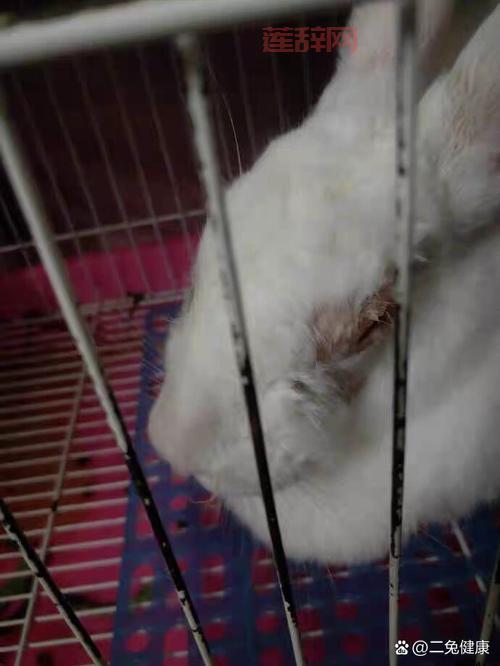 两只小兔子被吸得红肿咋回事？看完你就明白了！