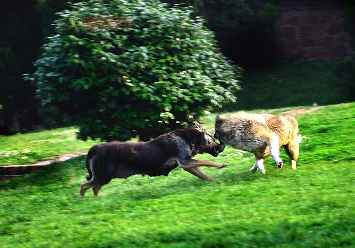 美国ZOOM人狗高清视频是真的吗？看完你就懂了！